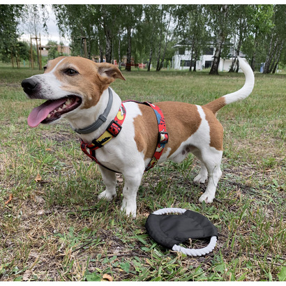 Frisbee dla psa RINGO czarny