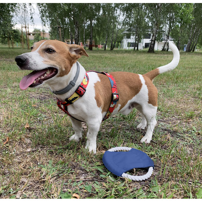 Frisbee dla psa RINGO niebieski